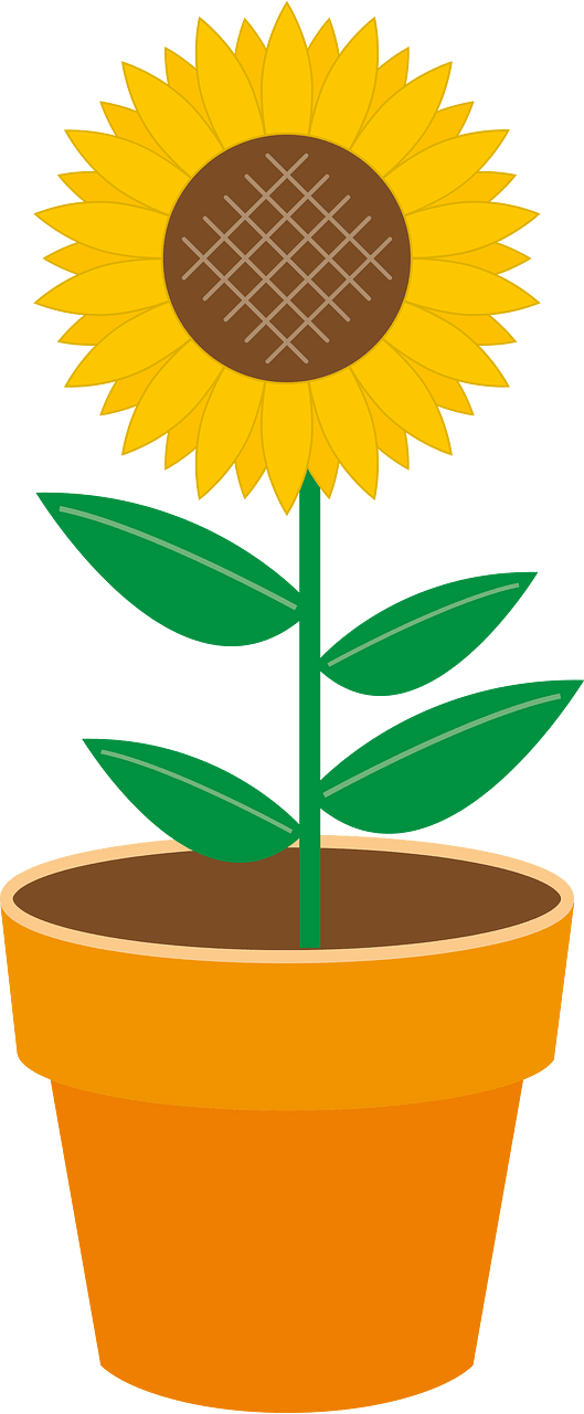 Sunflower flower