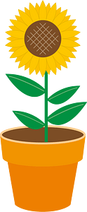 Sunflower flower
