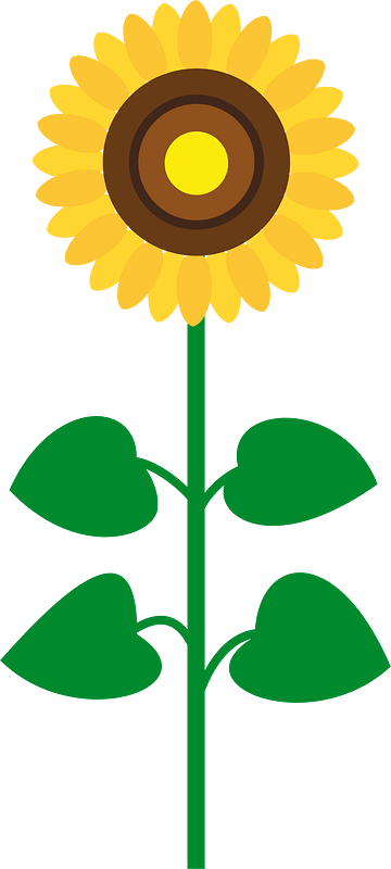 Sunflower flower