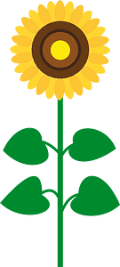 Sunflower flower