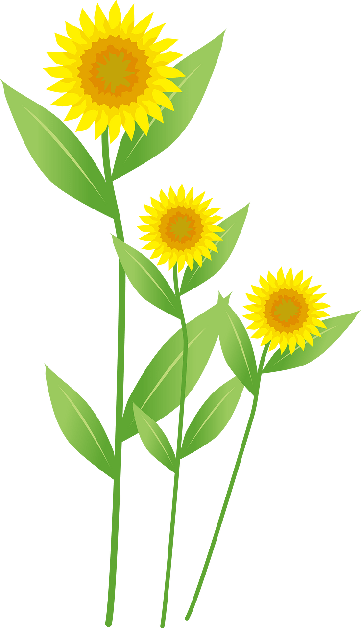 Sunflower line