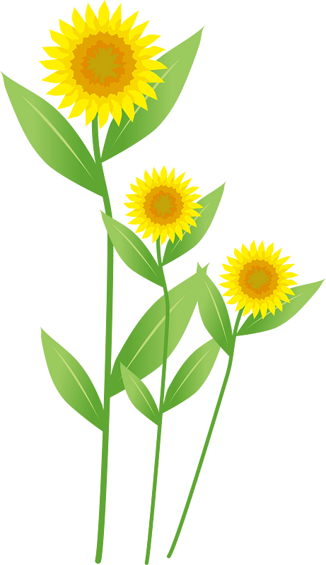 Sunflower line