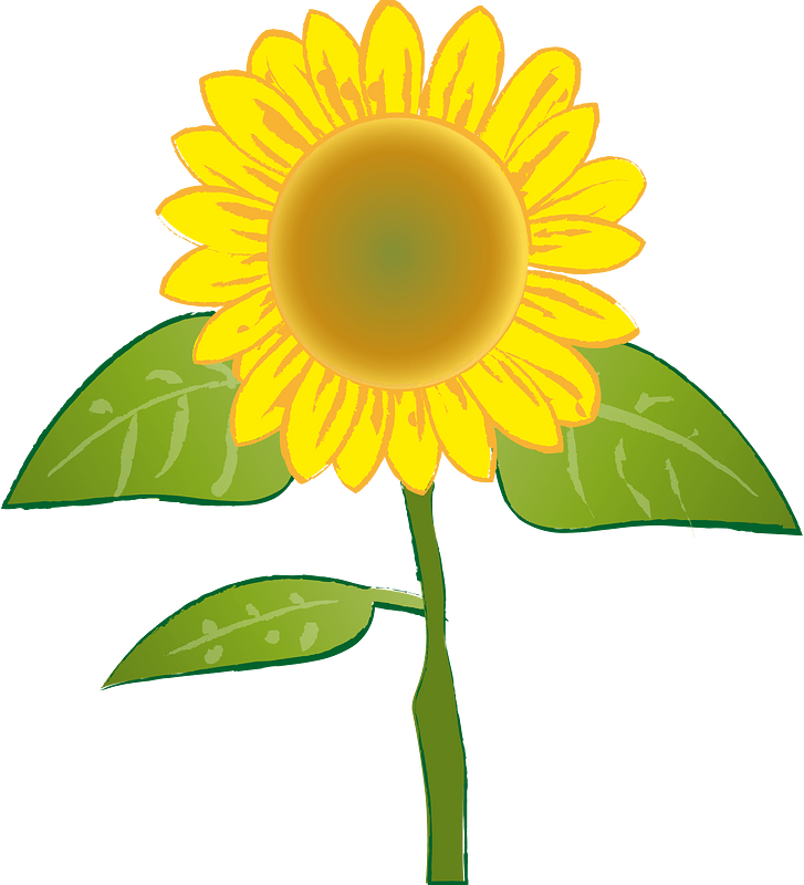 Sunflower summer