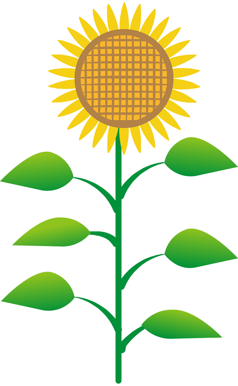 Tournesol