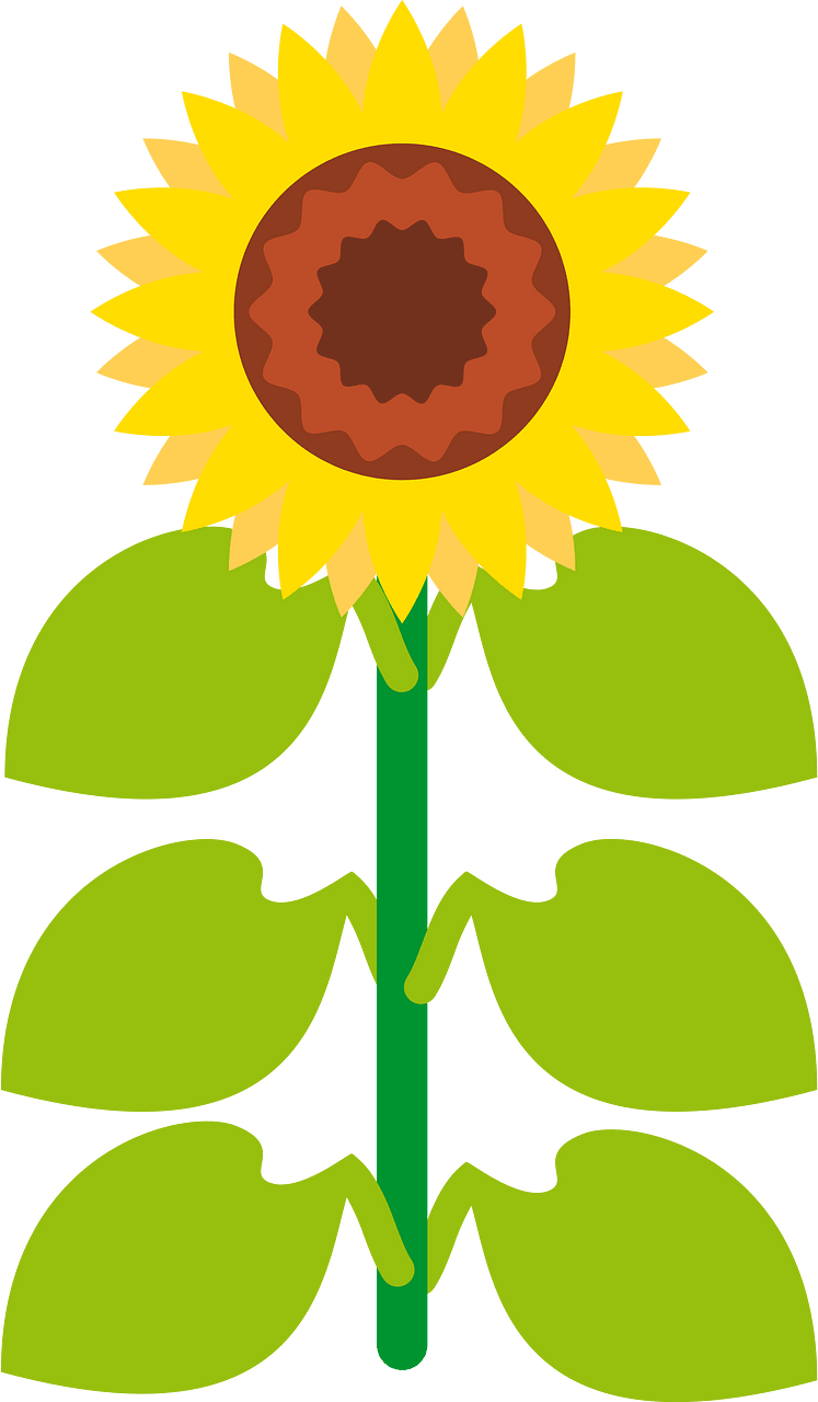 向日葵