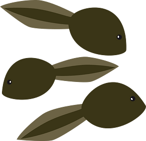 Tadpoles