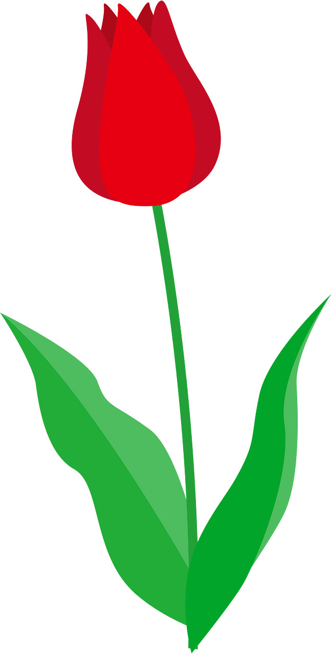 Tulipe