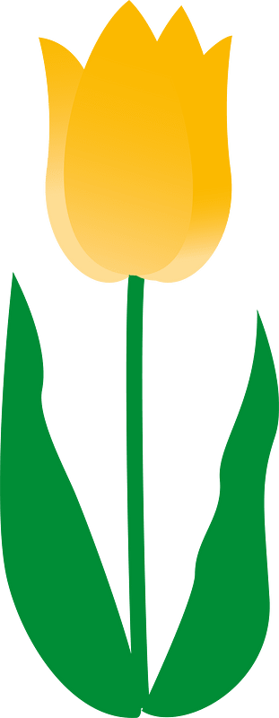 Tulip