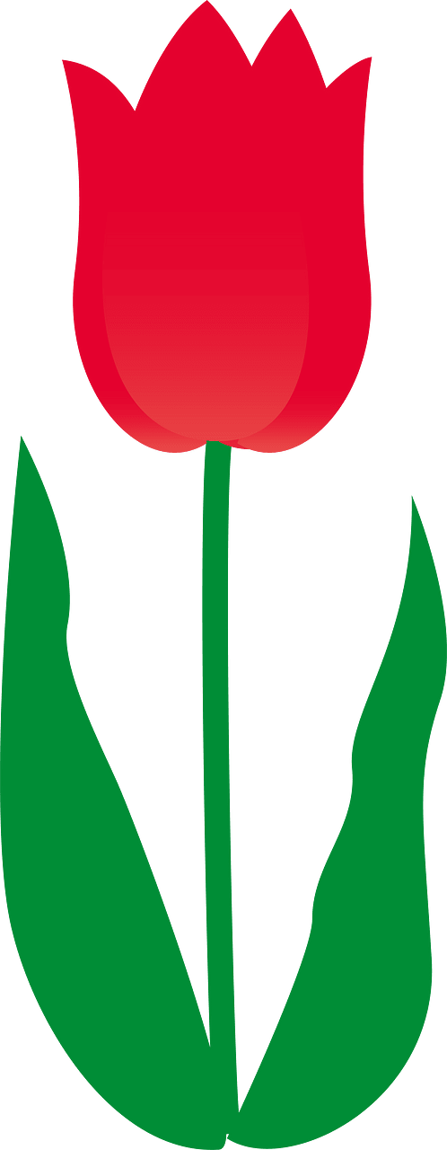 Tulip