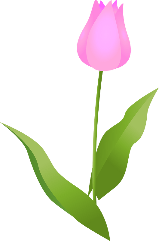 Tulip
