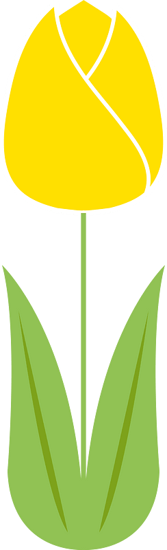 Tulip