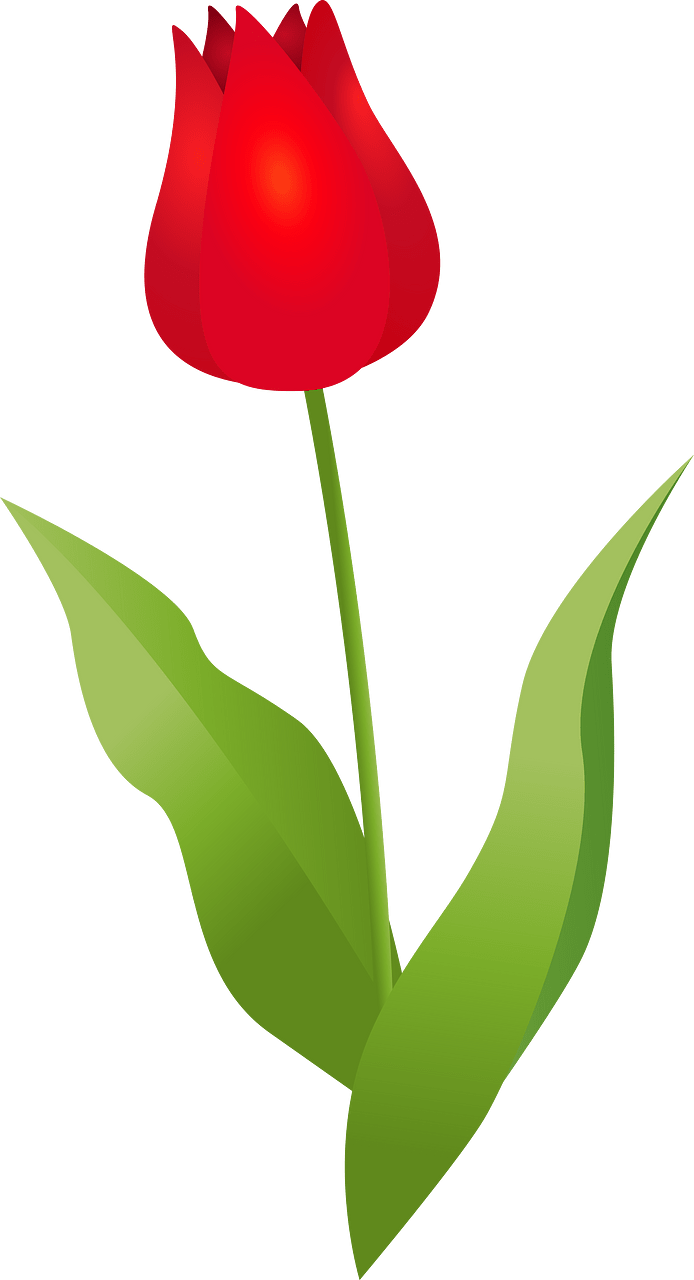 Tulip