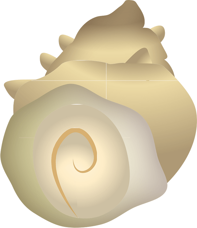 Turban shell