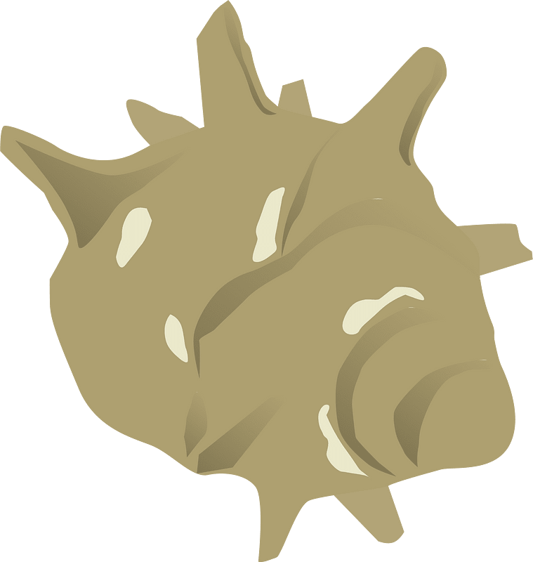 Turban shell