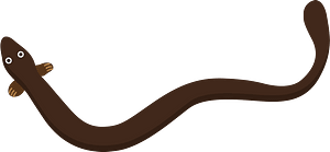Unagi fish