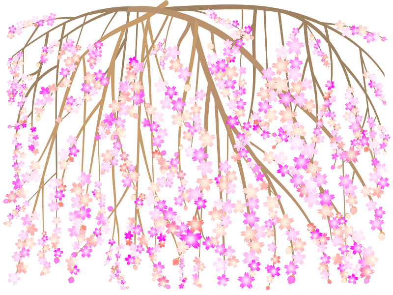 Weeping cherry blossoms