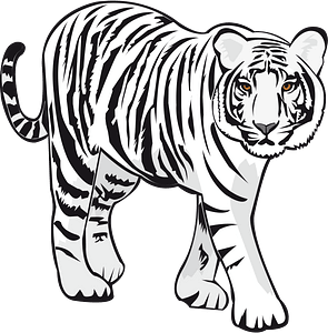 White tiger