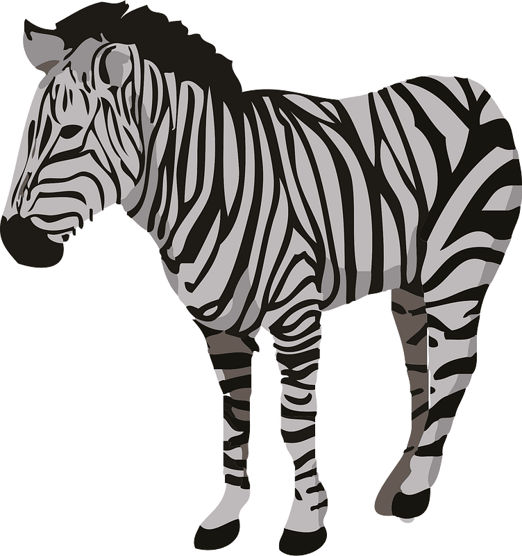 Zebra animal