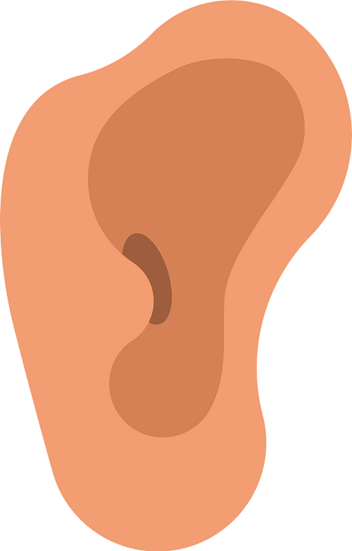 Ear