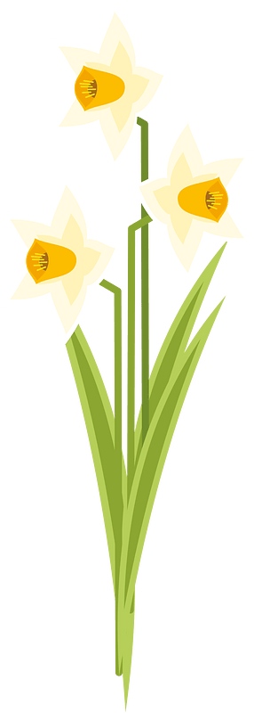 Narcissus flowers