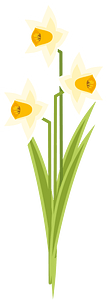 Narcissus flowers