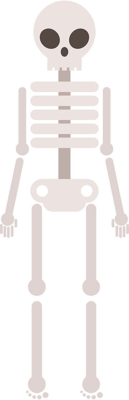Скелет
