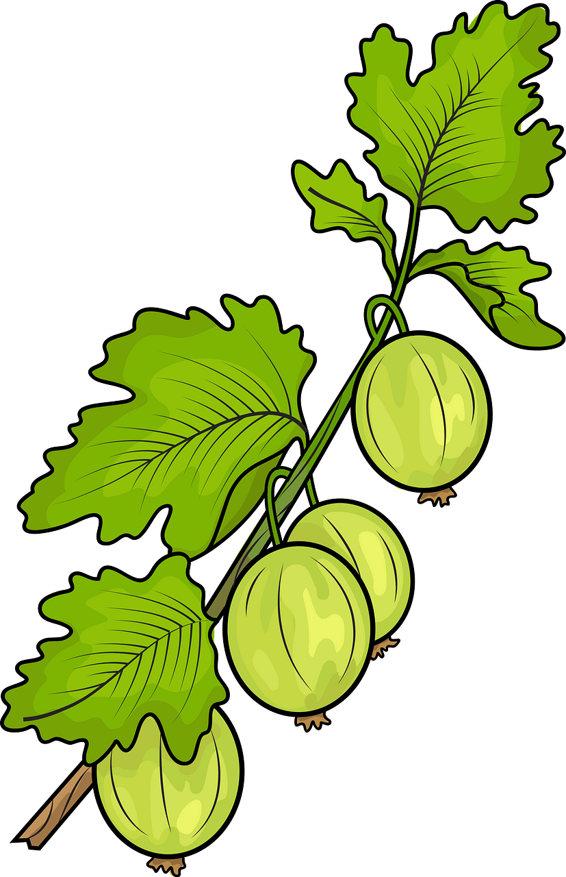 Currant & Gooseberry Plants - Scenic Hill Farm Nursery