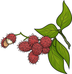 Rambutan