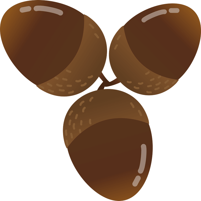 Acorns