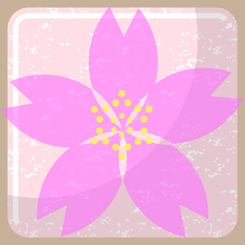 Cherry blossoms