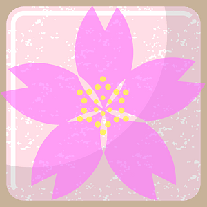 Cherry blossoms