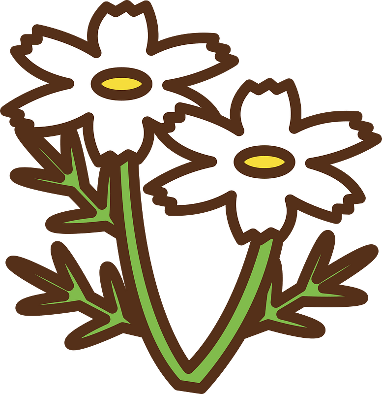 Cosmos flower