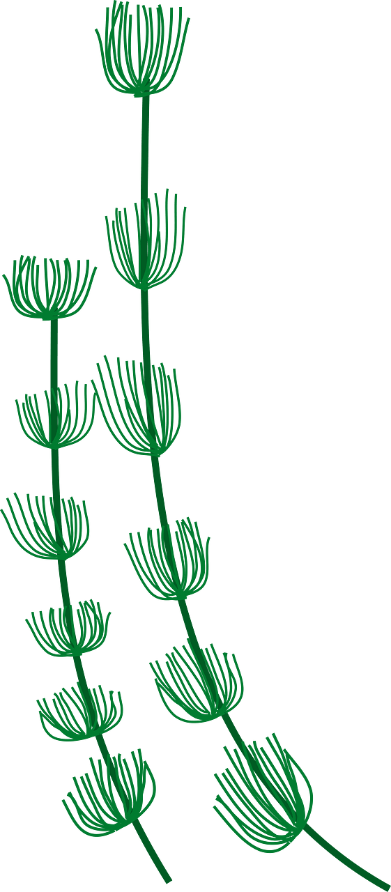 海草
