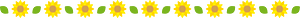 Sunflower line
