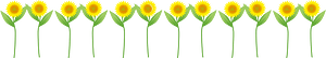 Sunflower line