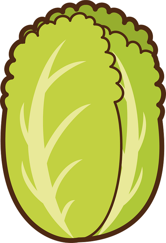 Cabbage vegetable