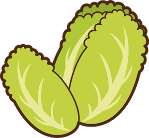 Cabbage vegetable