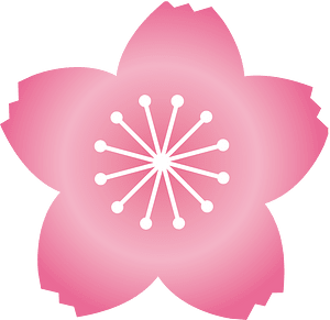 Cherry blossoms