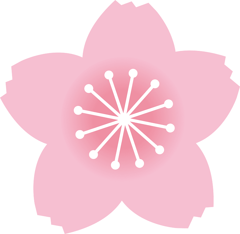 Cherry blossoms