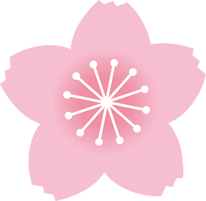 Cherry blossoms