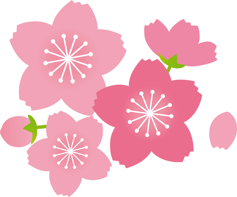 Cherry blossoms