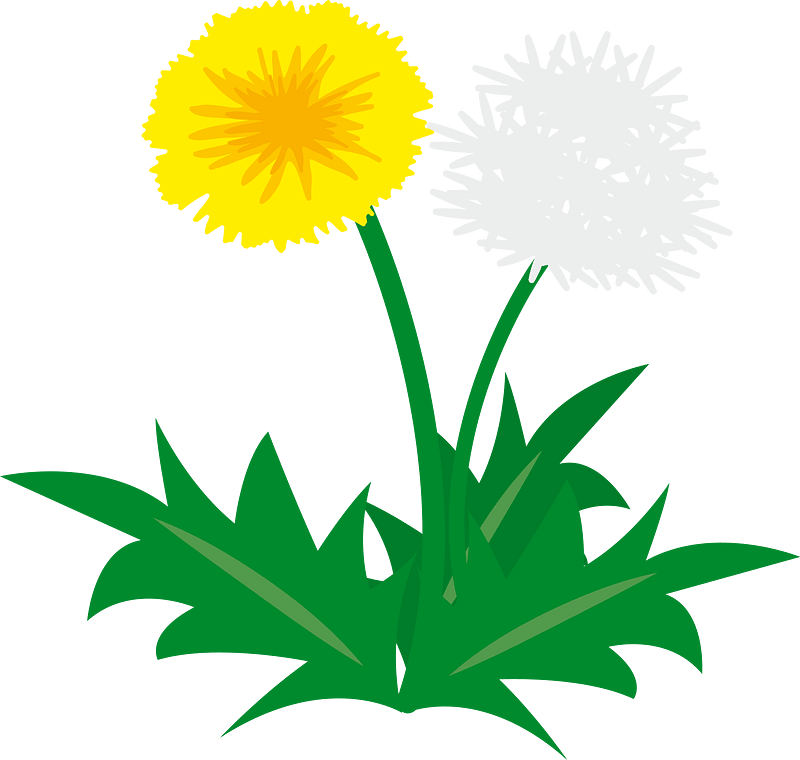 Dandelion