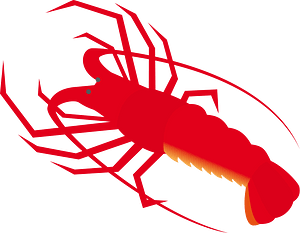 Japanese spiny lobster