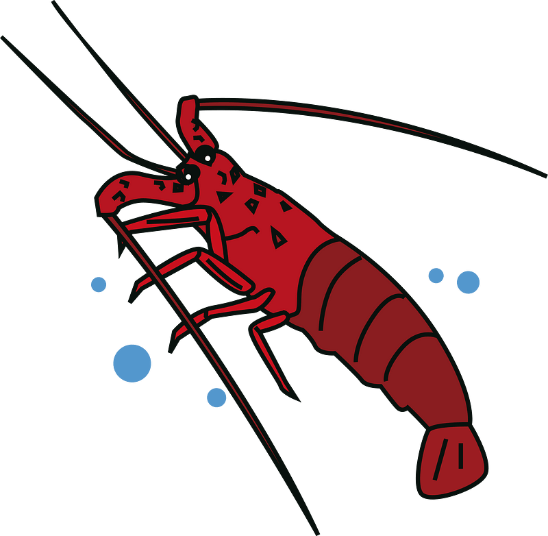 Japanese spiny lobster