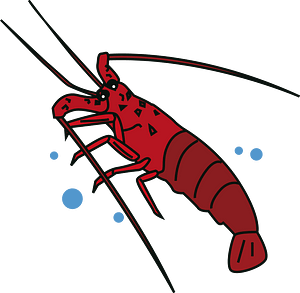 Japanese spiny lobster