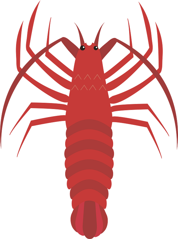 Japanese spiny lobster