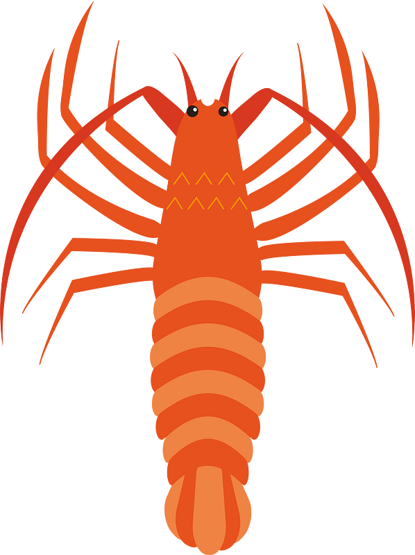 Japanese spiny lobster