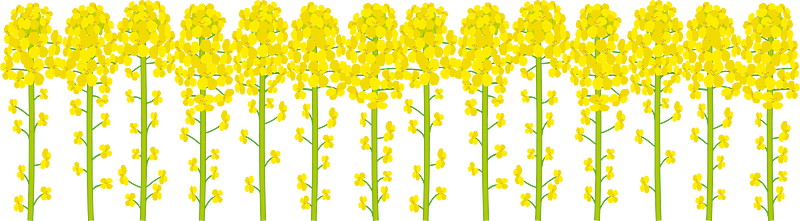 Rapeseed blossoms