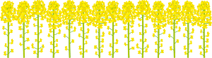 Rapeseed blossoms