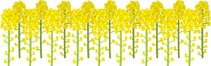 Rapeseed blossoms